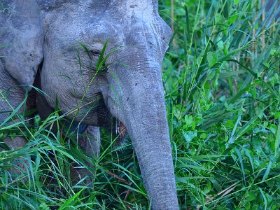 Borneo pgymy elephants